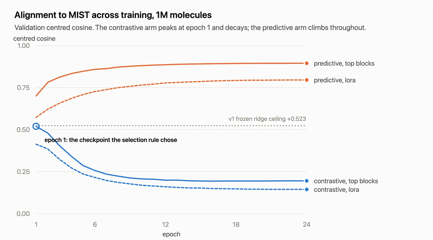 Validation centered cosine against epoch for all four runs, with the contrastive arm peaking at the first epoch and decaying while the predictive arm climbs