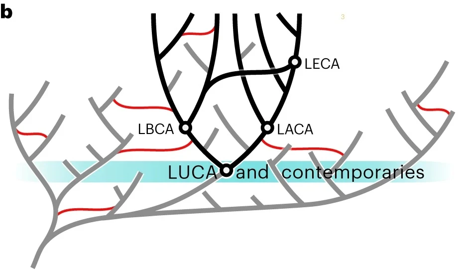 A reconstruction of LUCA within its evolutionary and ecological context