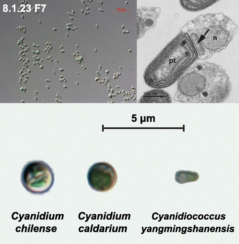 Microscope image of Cyanidium and Cyanidiococcus cells showing nucleus, plastid, and mitochondria