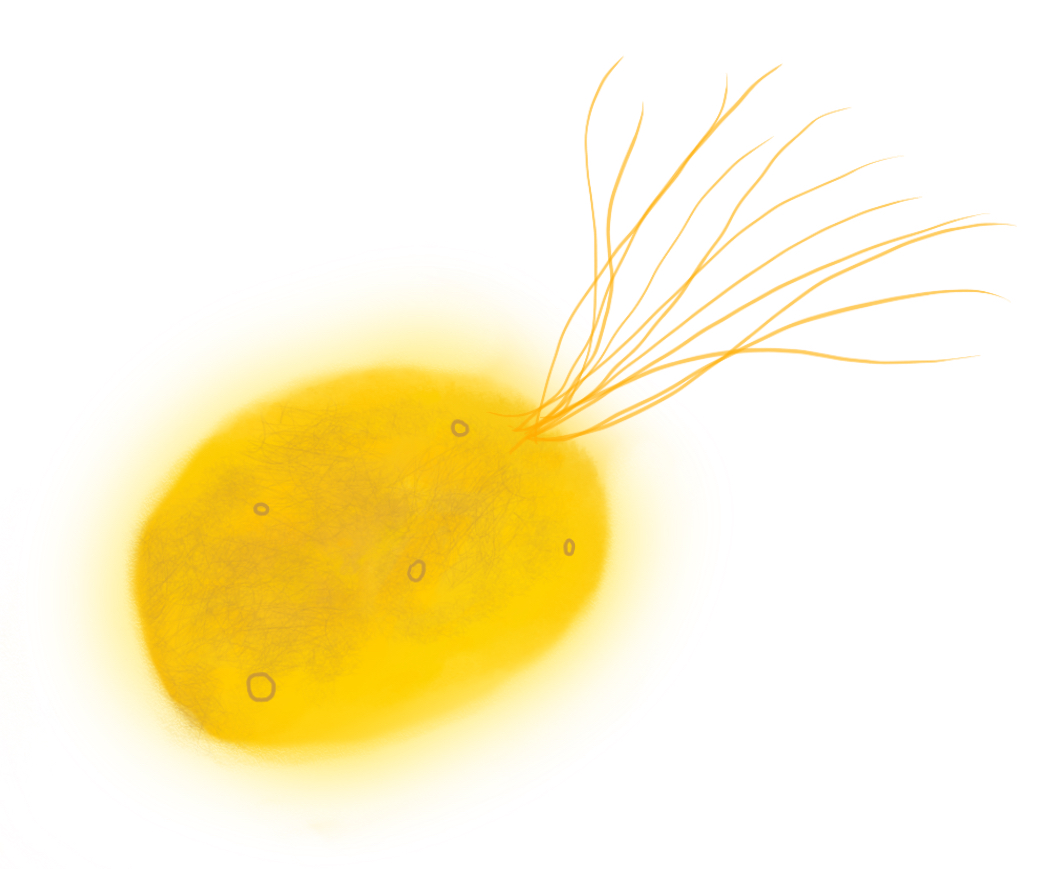 Microscope image of Pyrococcus yayanosii showing coccoid cell morphology